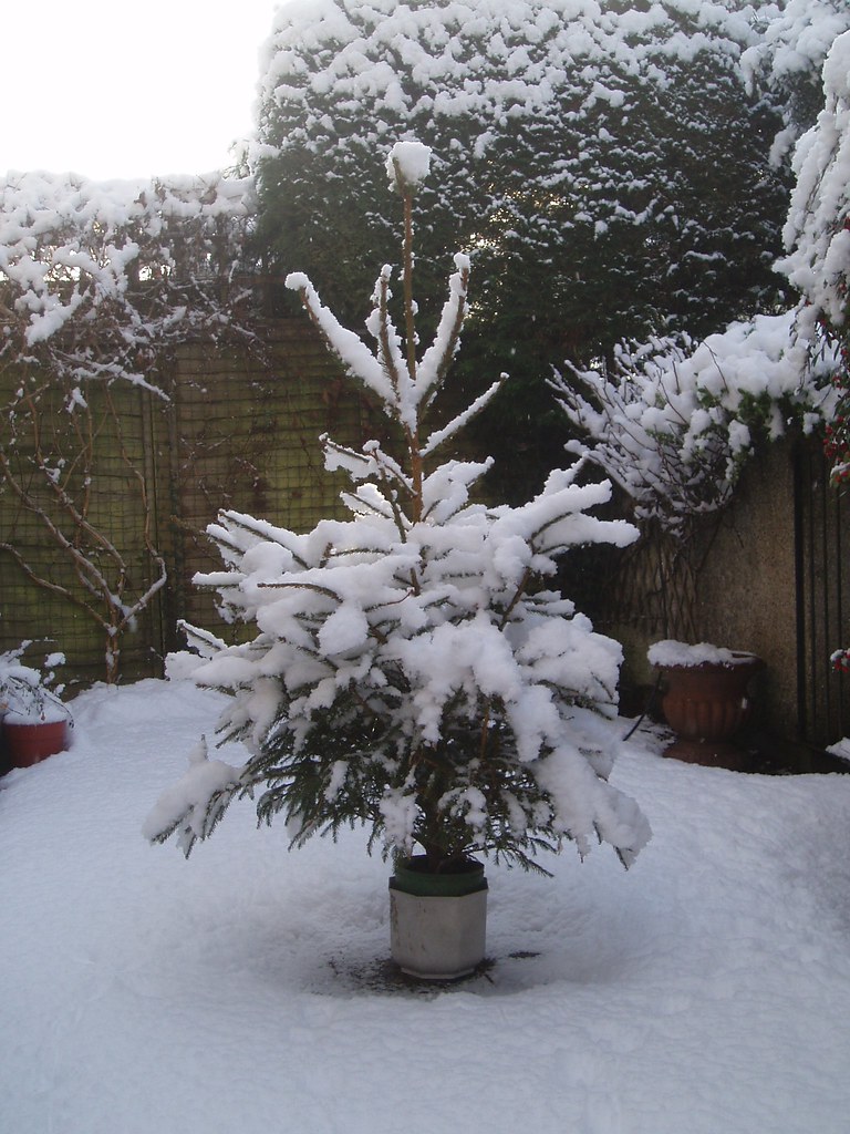 "Christmas tree in the snow" by dnas2 is licensed under CC BY-NC-SA 2.0 
