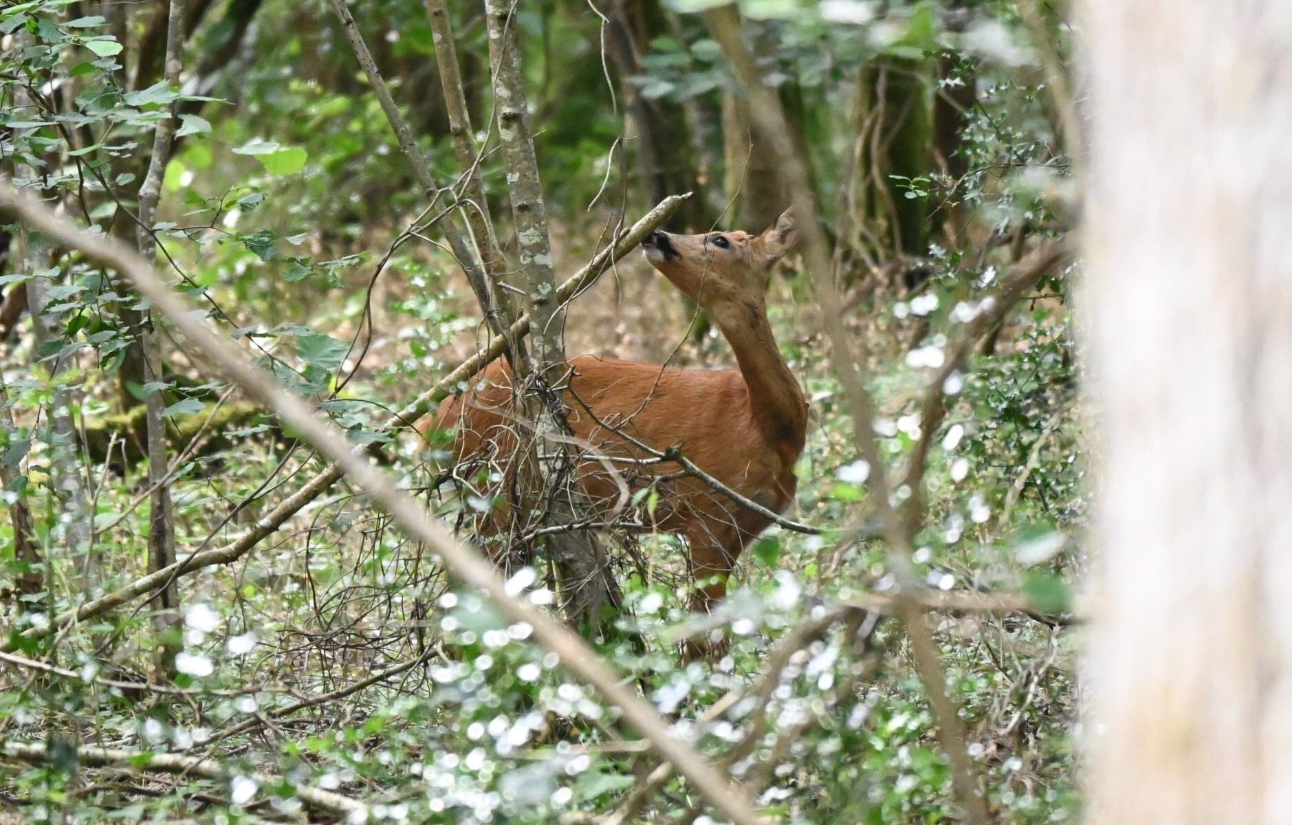 Roe Deer, Loxwood, West Sussex